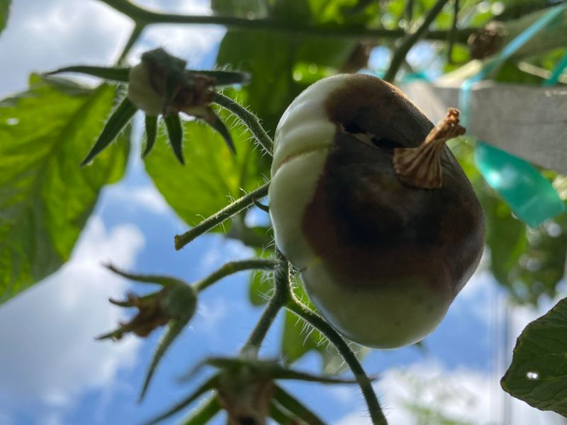 The Real Cause Of Black Bottoms On Tomatoes And Peppers