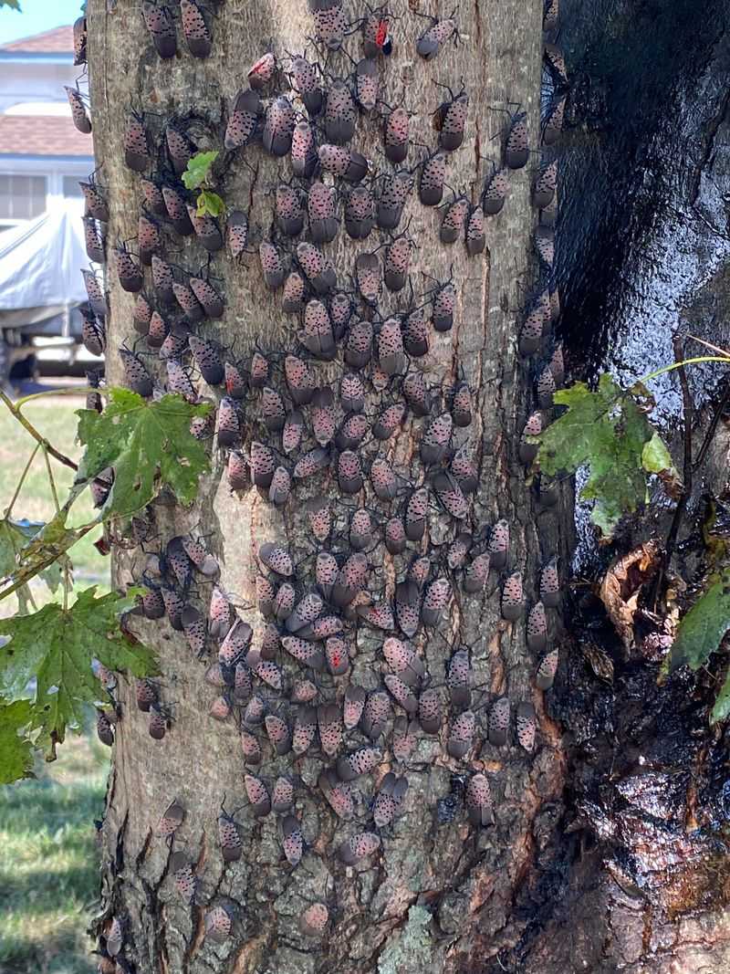 The Real Damage Spotted Lanternflies Do To Gardens And Crops