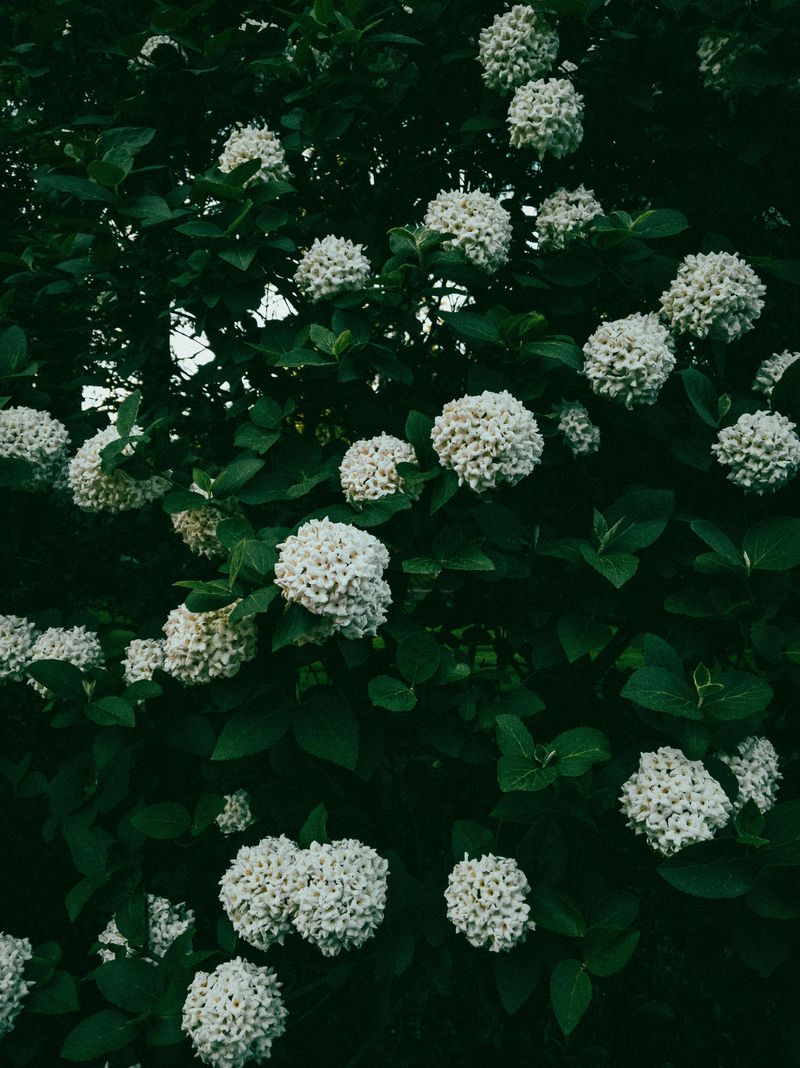 The Real Maintenance Story With Buttonbush The Real Maintenance Story With Buttonbush