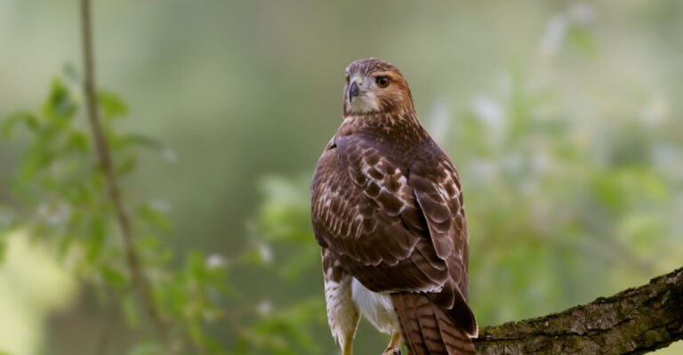 The Real Meaning Behind A Red-Tailed Hawk Visit To Your New Jersey Yard