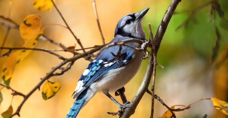 The Real Meaning Of A Blue Jay Visit To Your New Hampshire Yard