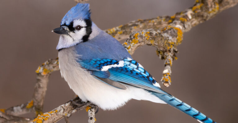 The Real Meaning Of A Blue Jay’s Visit In Your Connecticut Yard