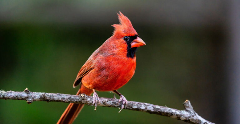 The Real Meaning Of A Cardinal Visit To Your Oklahoma Yard