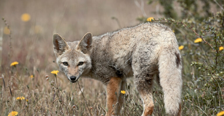 The Real Meaning Of A Fox Visiting Your Maine Yard