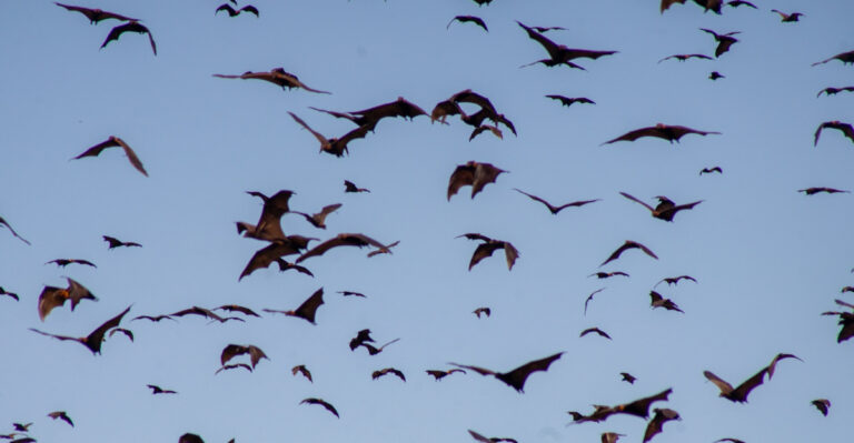 The Real Meaning Of Bats Flying Around Your Indiana Yard At Dusk