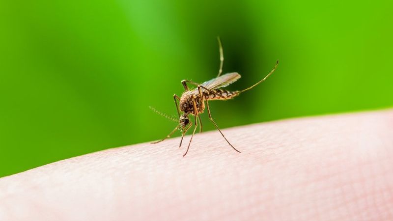 The Real Mosquito Strategy Starts With Water Control The Real Mosquito Strategy Starts With Water Control