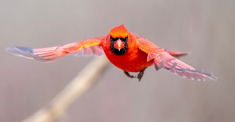 The Real Reason A Cardinal Keeps Coming Back To Your Nebraska Yard