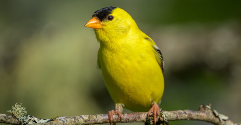 The Real Reason A Goldfinch Might Visit Your New Jersey Yard This Summer