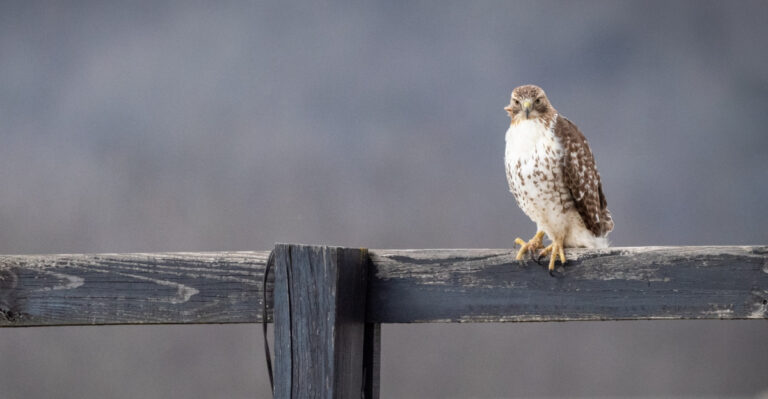 The Real Reason A Red-Tailed Hawk Is Watching Your Oklahoma Yard