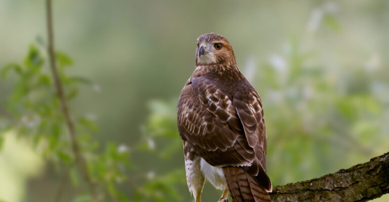 The Real Reason A Red-Tailed Hawk Keeps Visiting Your Minnesota Yard