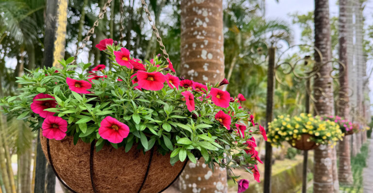 The Real Reason Calibrachoa Blooms Lose Their Size Over Time