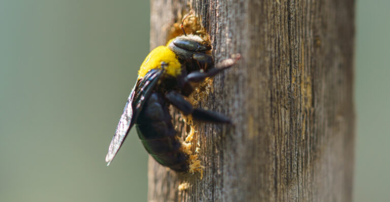 The Real Reason Carpenter Bees Are Choosing Virginia Porches