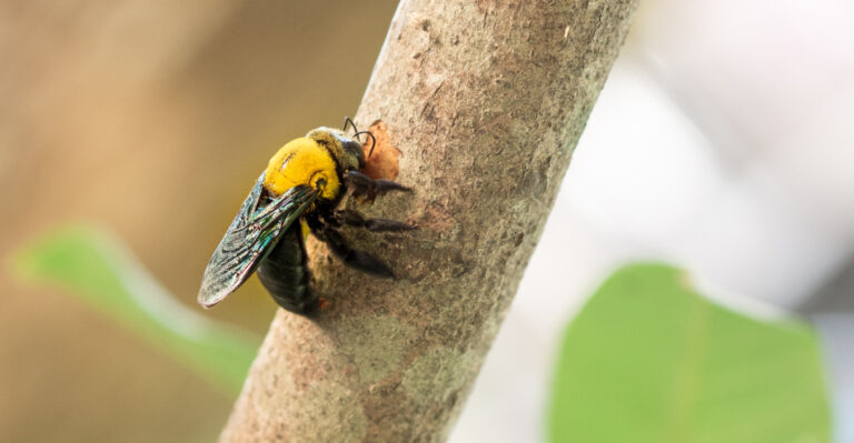The Real Reason Carpenter Bees Are Drawn To Illinois Porches
