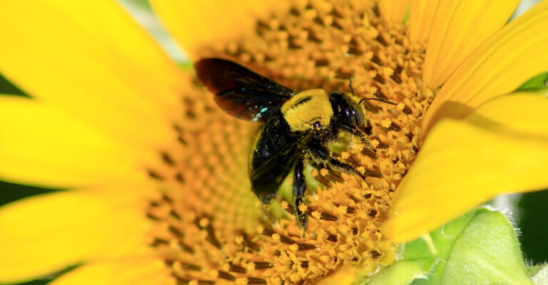The Real Reason Carpenter Bees Keep Coming Back To Missouri’s Wooden Porches