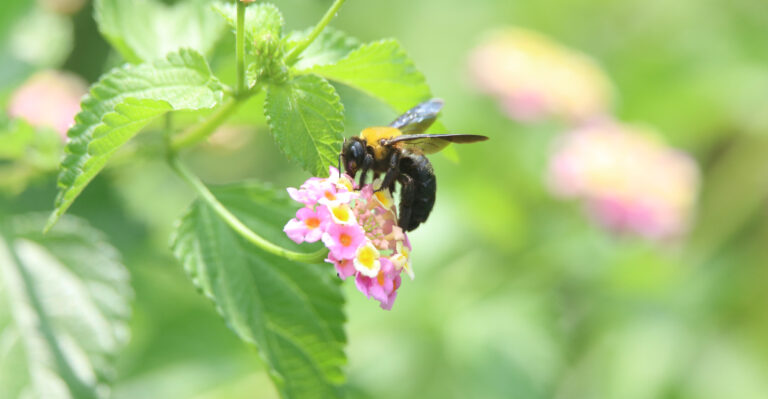 The Real Reason Carpenter Bees Target Tennessee Porches