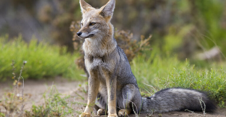 The Real Reason Foxes Keep Appearing In Missouri Backyards