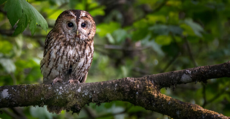 The Real Reason Owls Are Hooting Outside Your Maryland Home After Dark