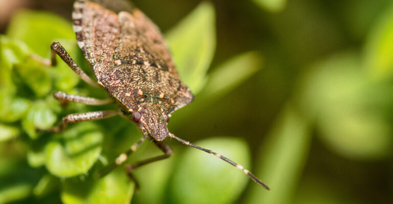 The Real Reason Stink Bugs Are Finding Their Way Into Virginia Homes This Summer