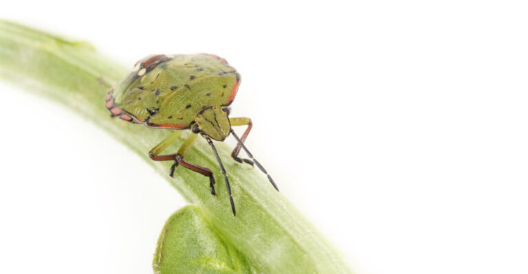 The Real Reason Stink Bugs Are Getting Into Your Massachusetts Home This Summer