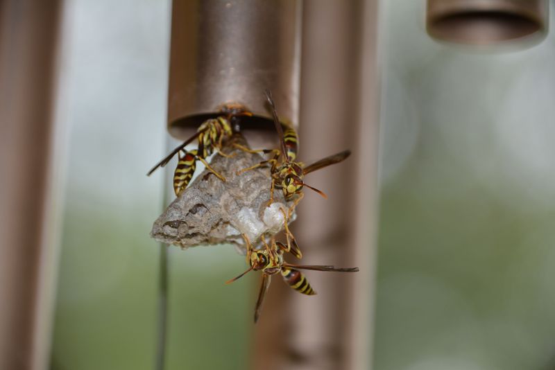 The Real Reason Wasps Are Building Nests Around Your Tennessee Porch The Real Reason Wasps Are Building Nests Around Your Tennessee Porch
