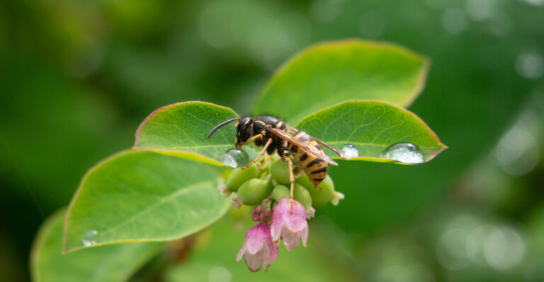 The Real Reason Wasps Are Building Nests Around Your Tennessee Porch