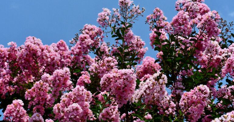 The Real Reason Your Mississippi Crape Myrtles Look Worse Each Time You Trim Them