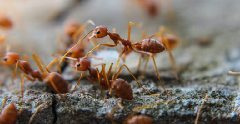 The Real Reasons Fire Ant Mounds Keep Appearing In Kentucky Yards