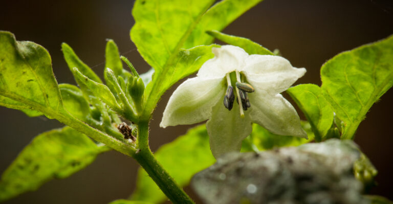 The Real Reasons Minnesota Pepper Plants Drop Flowers Before Fruiting