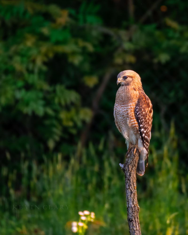 The Real Reasons Red-Tailed Hawks Stick Around South Dakota Year-Round