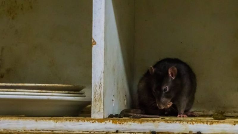 The Real Win Is Scent, Structure, And Sanitation Together