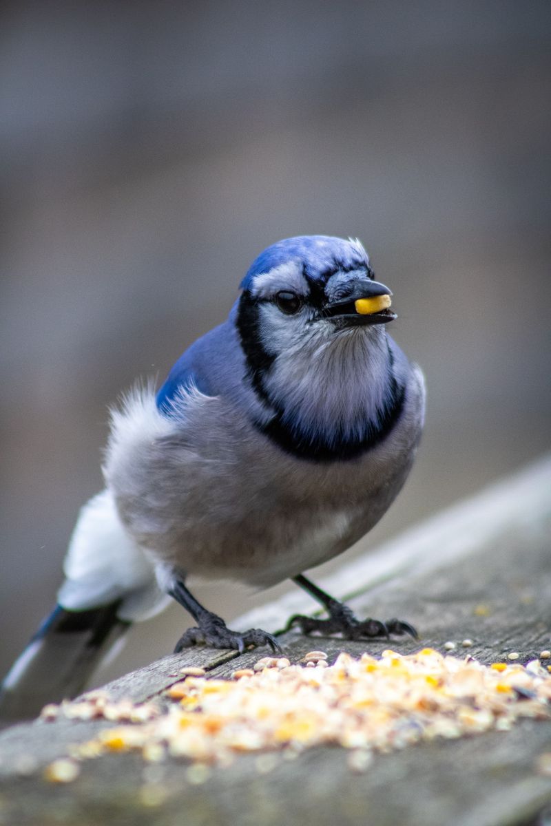 The Reason Blue Jays Return To The Same Trees Again And Again