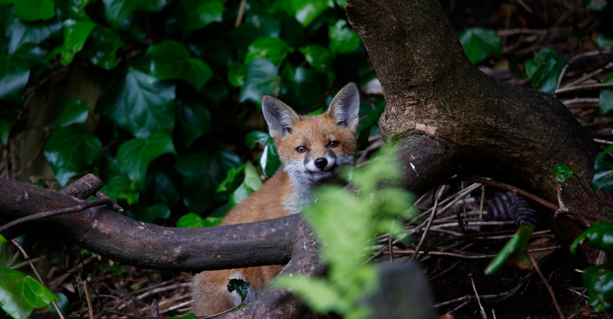 fox peeking