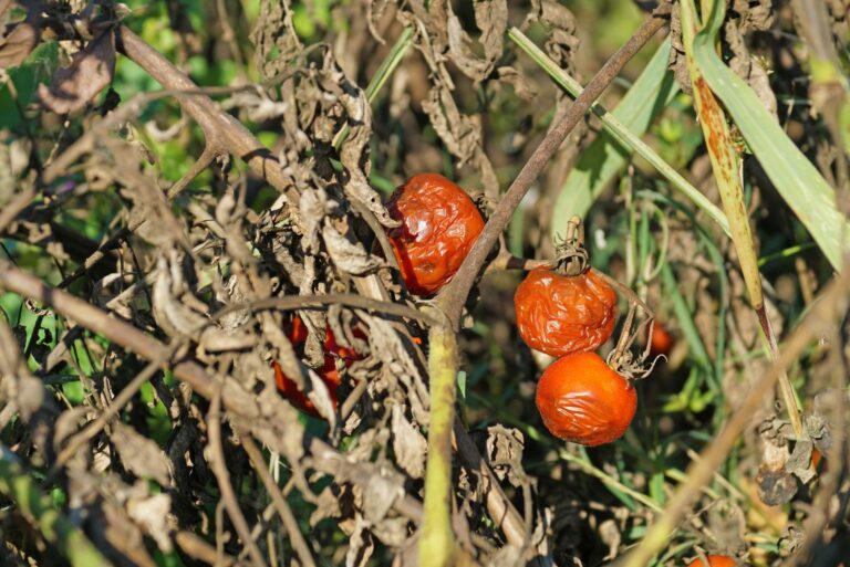 sun damaged tomatoes