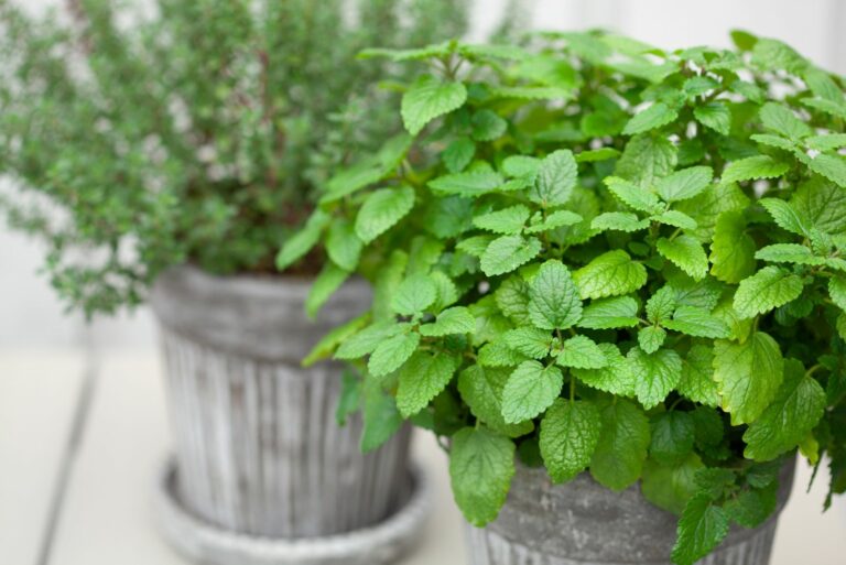 lemon balm