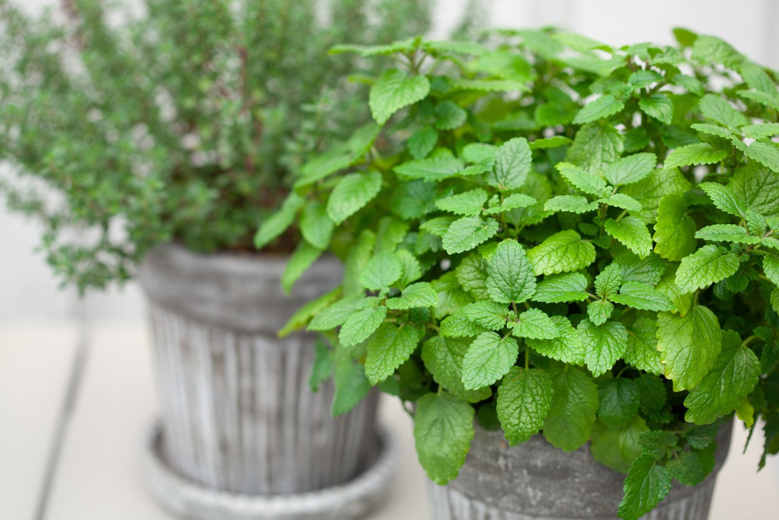 lemon balm