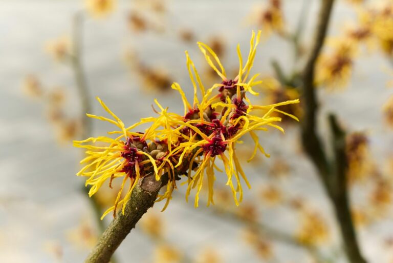 witch hazel