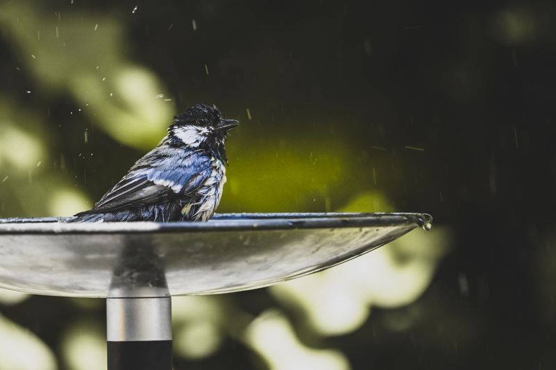 The Right Amount Of Shade Your Bird Bath Actually Needs