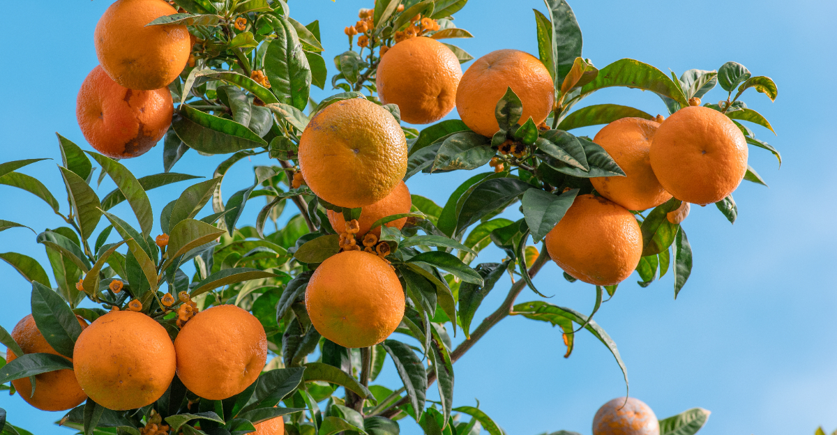 orange tree (featured image)