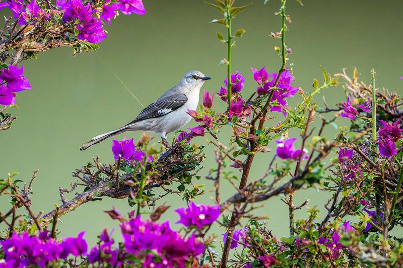 The Right Perches Turn Your Beds Into Lookout Points