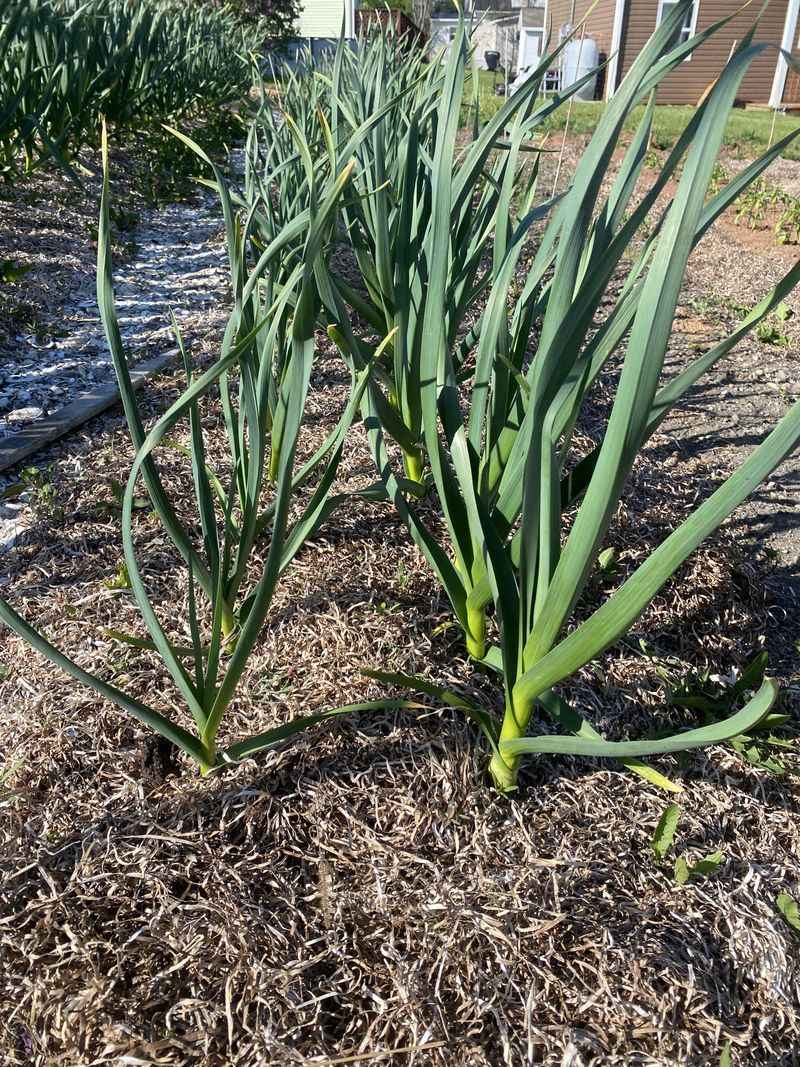 The Right Variety Makes All The Difference For Your Harvest