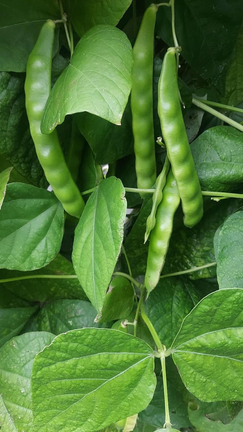 The Right Vegetables For Illinois Clay Soil The Right Vegetables For Illinois Clay Soil