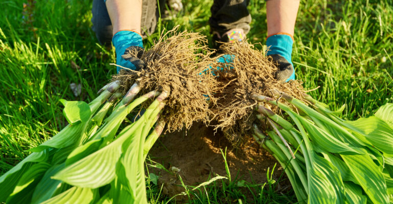 dividing plants (featured image)