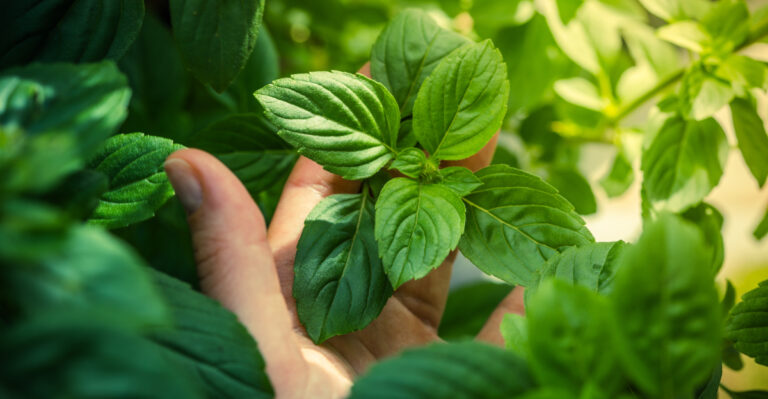 The Right Way To Harvest Basil In Oregon So It Keeps Growing All Summer