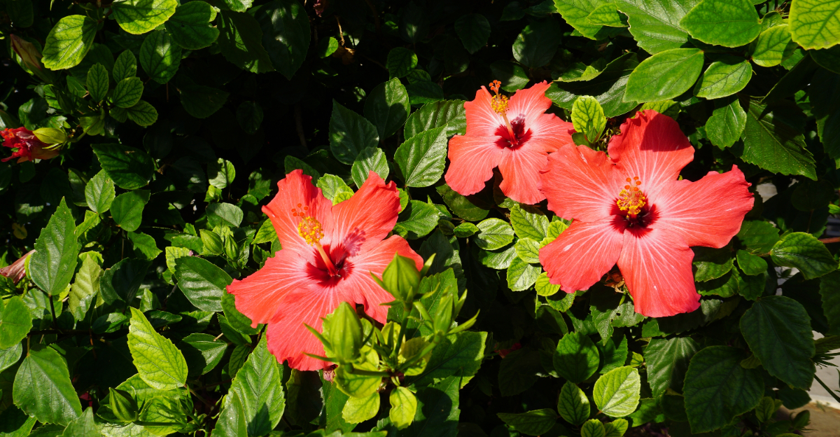 Hibiscus (featured image)