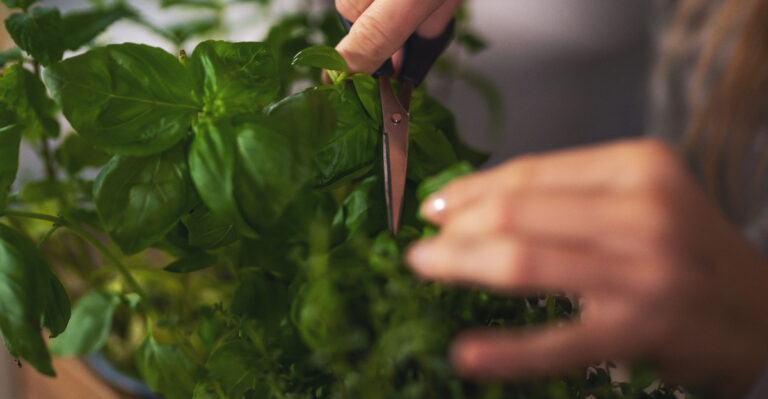 The Right Way To Prune Basil For A Bigger Harvest In New Jersey