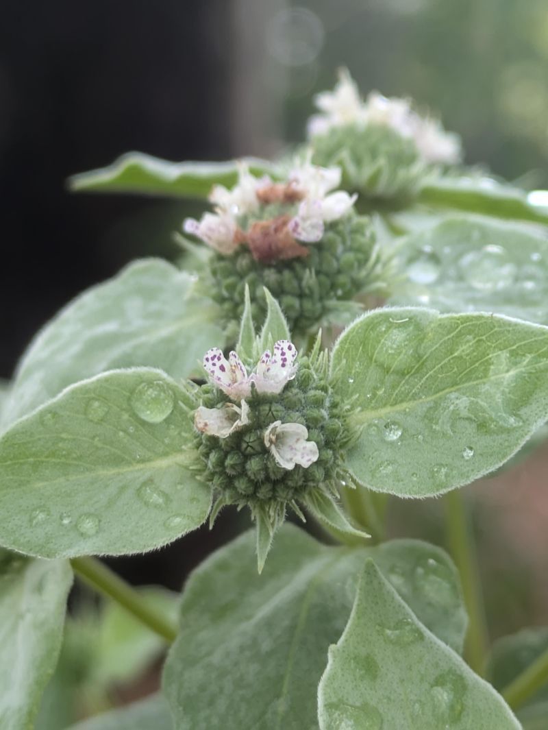 The Right Way to Plant It For Maximum Pest Protection