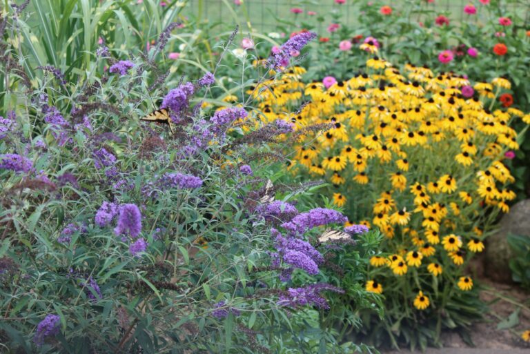 garden plants