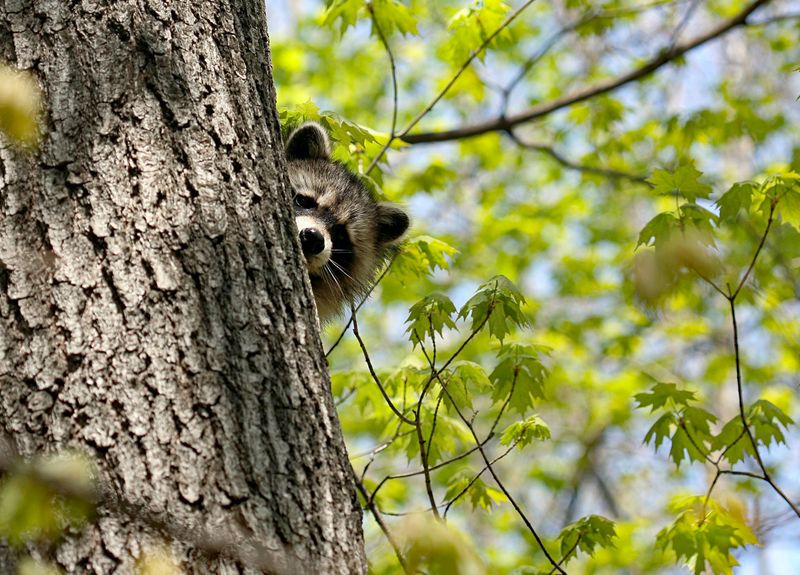 The Role Of Seasons In Raccoon Activity Around Your Home