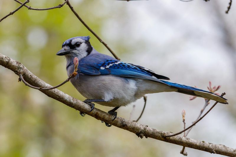 The Role These Birds Play In Connecticut's Native Forests The Role These Birds Play In Connecticut's Native Forests