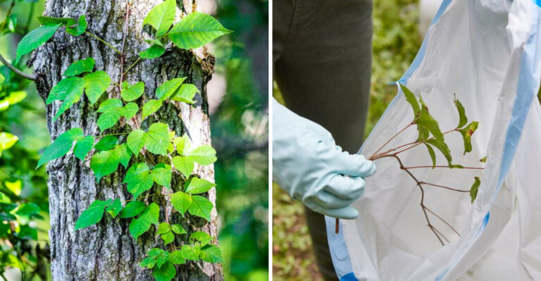 The Safe Way To Remove Poison Ivy From Your Georgia Yard Without Making It Worse